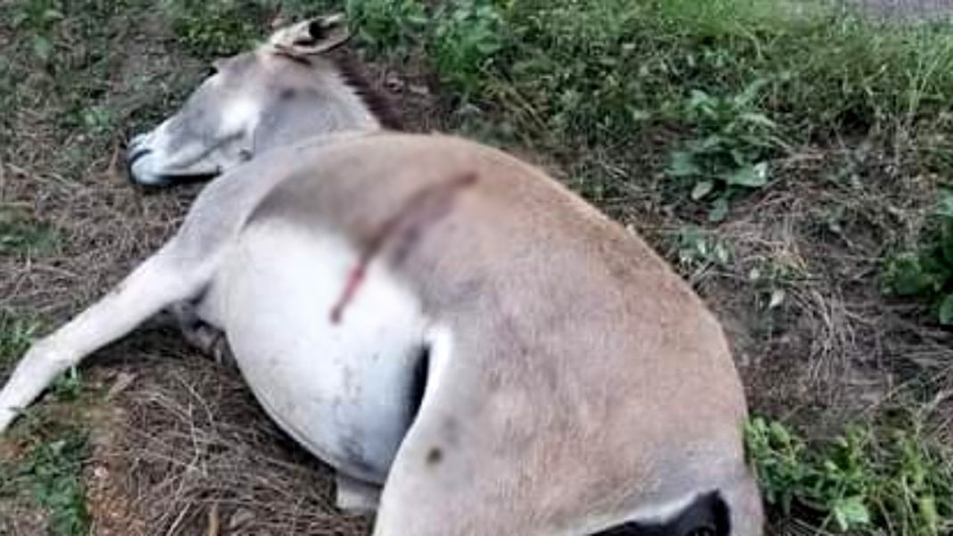 matan a burro en olancho