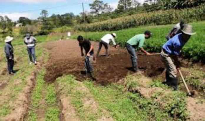 Programas agrícolas FFAA