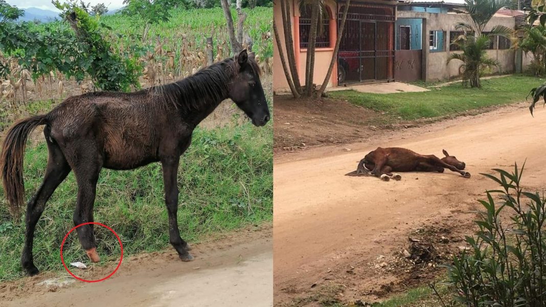 Caballos en Yoro