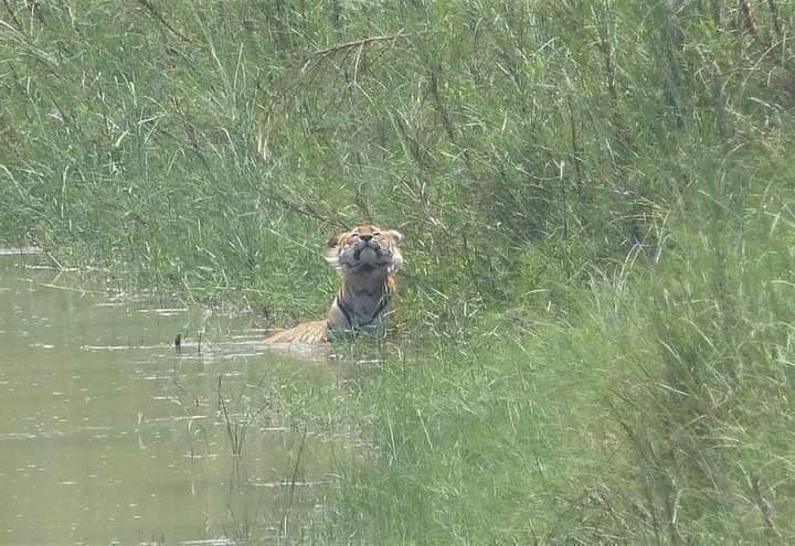 Tigre en río Ulua