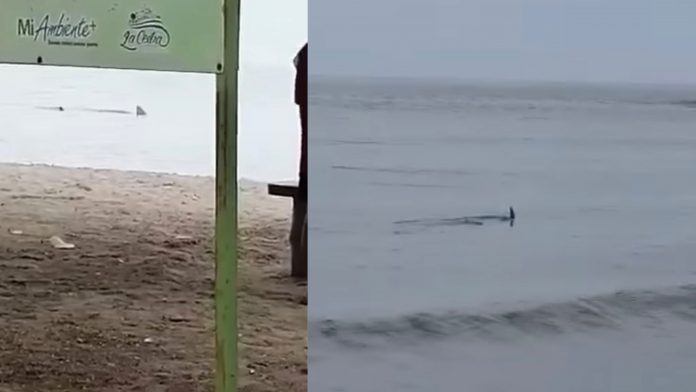 biólogo tiburones en La Ceiba