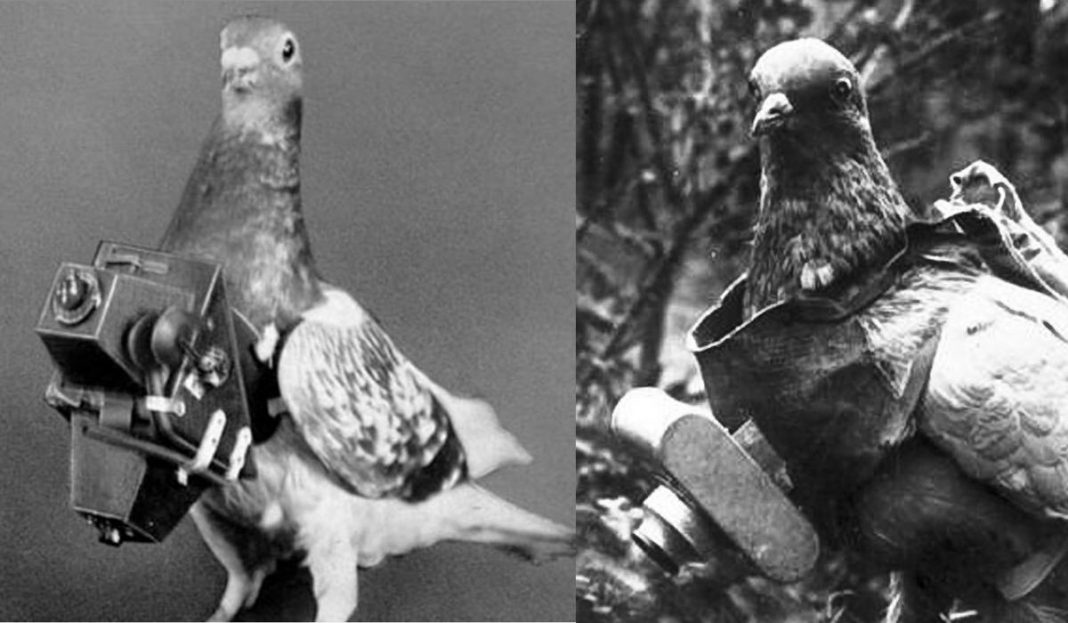 fotografías aéreas palomas