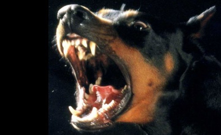 niños hondureños pene perros