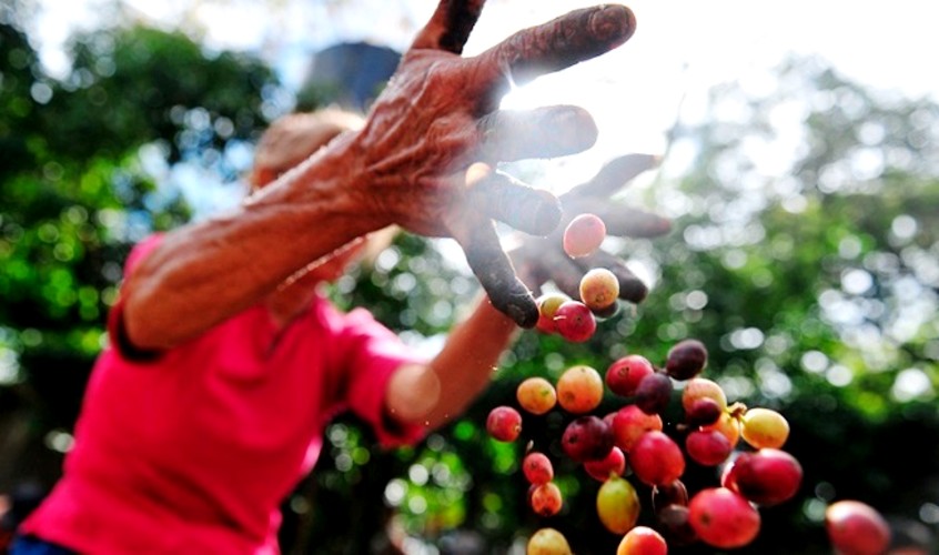 corteros de café Honduras