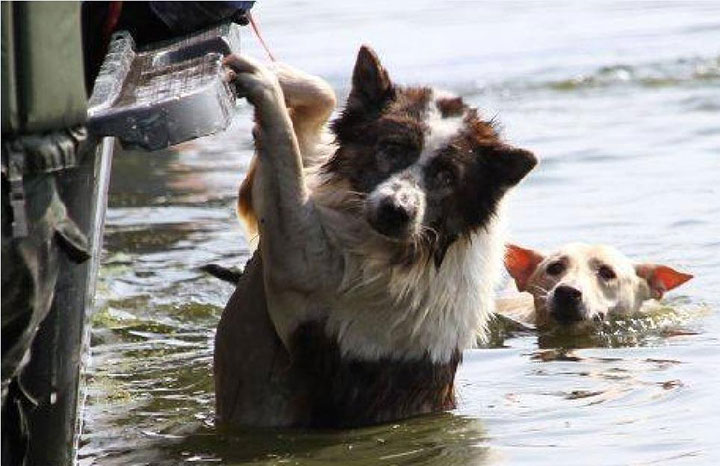 animales abandonados