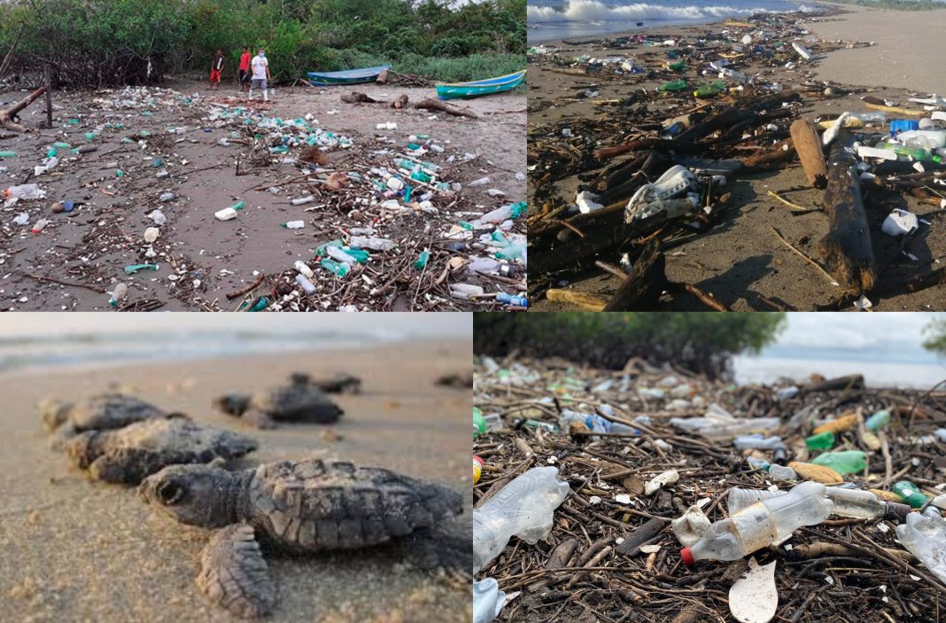 Basural playas tortuga golfina