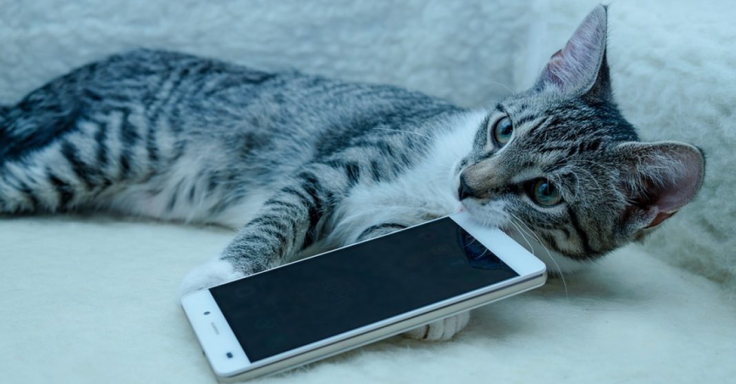 app traduce maullidos gatos