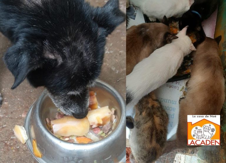 “No alcanza para alimentos”: La Casa de Noé dejaría de rescatar animales por falta de apoyo