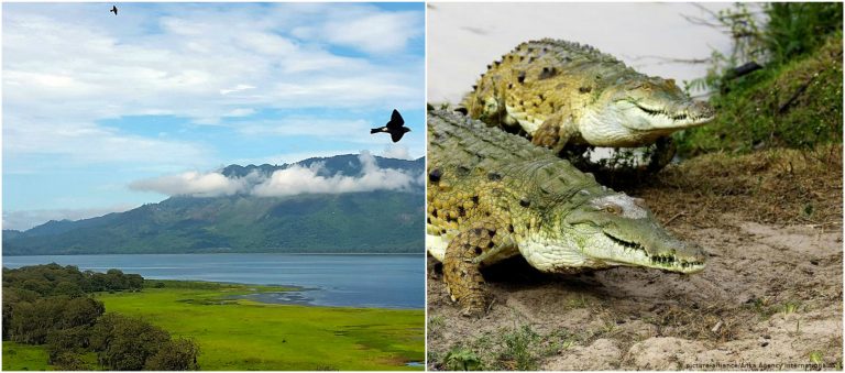 Cocodrilos en el Lago de Yojoa