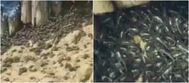 Plaga de sapos en Tocoa