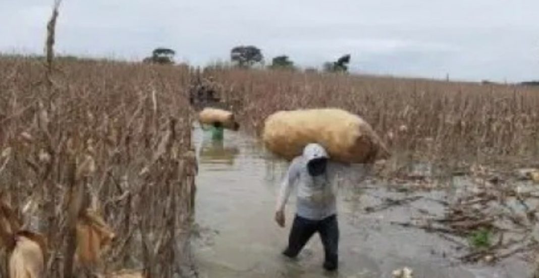 gabinete sector agrícola