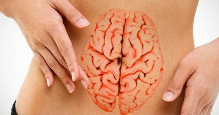 segundo cerebro en el estómago