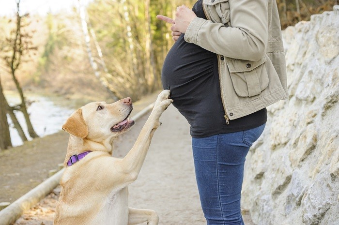 cambios de tu perro