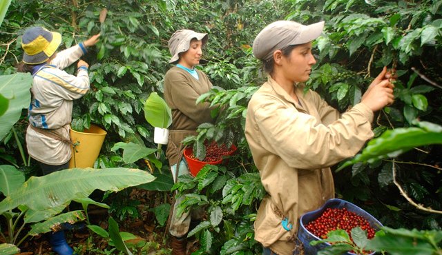 decreto familias recolectoras café