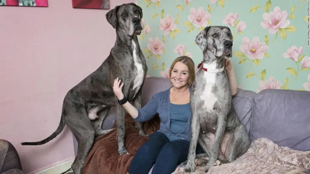 Freddy el perro más grande del mundo