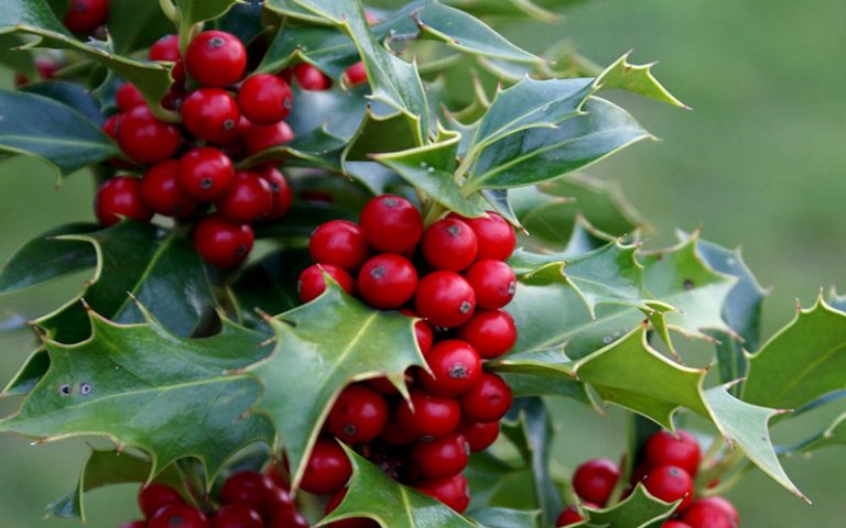 planta medicinal acebo