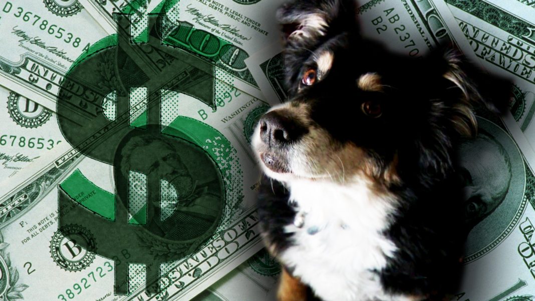 perro millonario lulu
