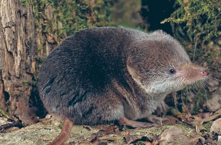 Encuentran nueva especie musaraña Honduras