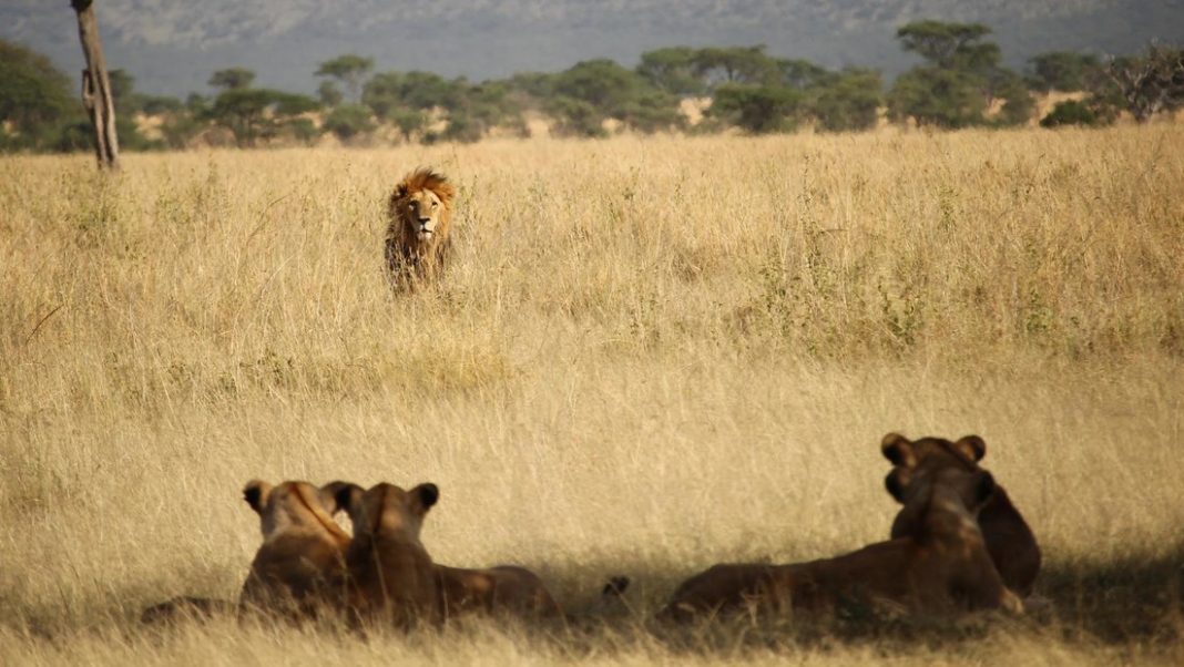 leonas devoran vivo a un guía