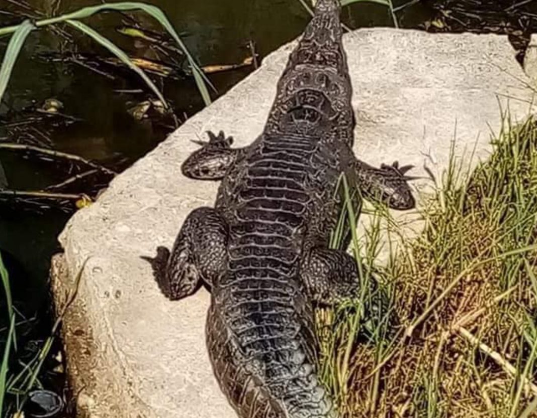 Cocodrilo en Puerto Cortés