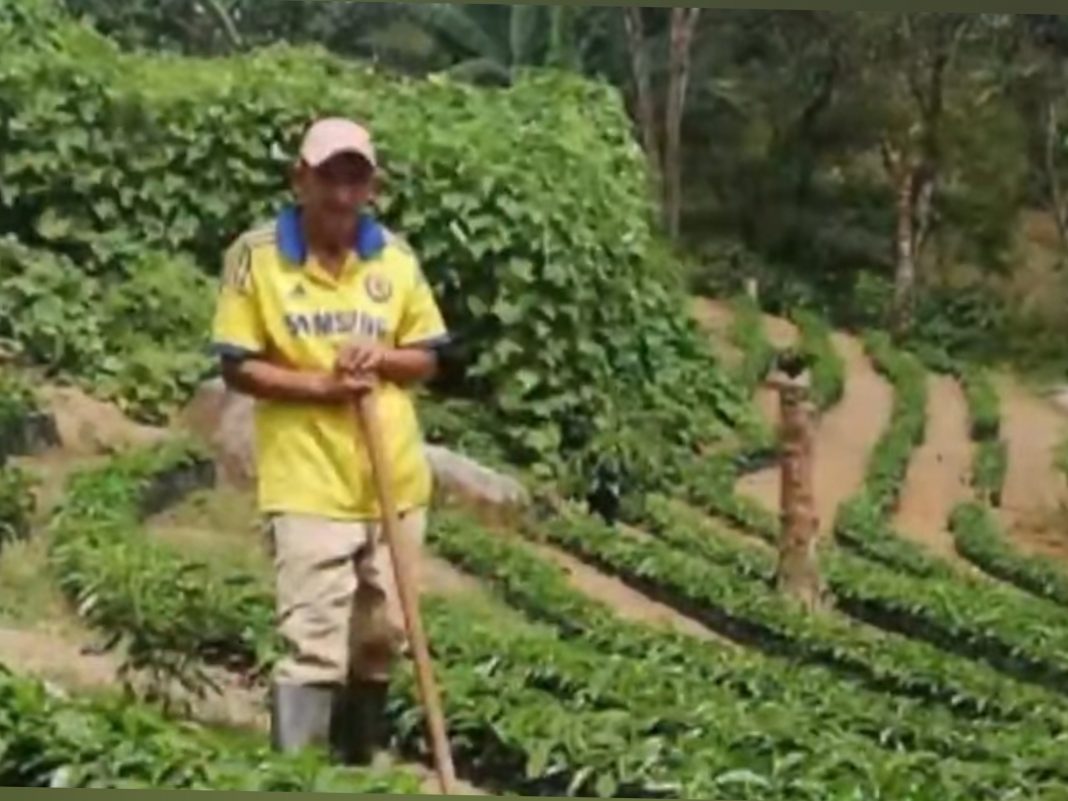 cafetalero suicidio Honduras