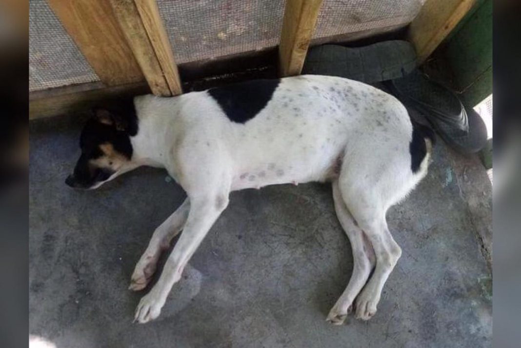 Abusan sexualmente de una perrita en Roatán.