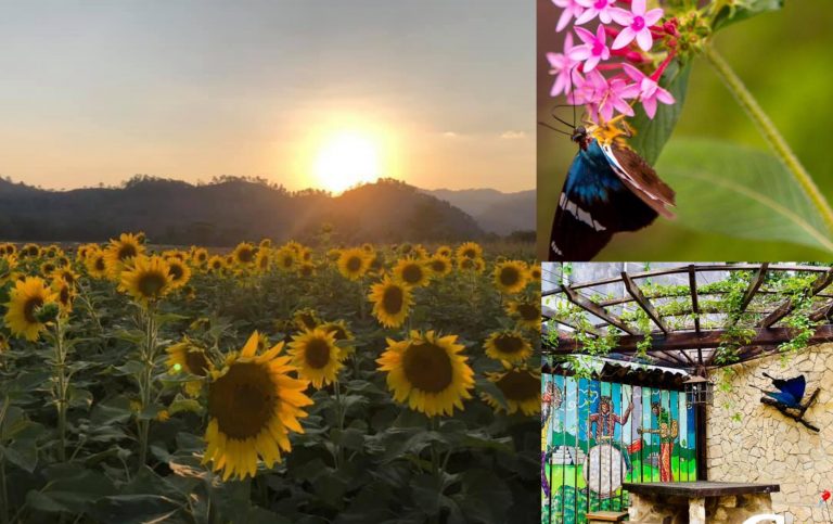 paseo de Girasoles Copán