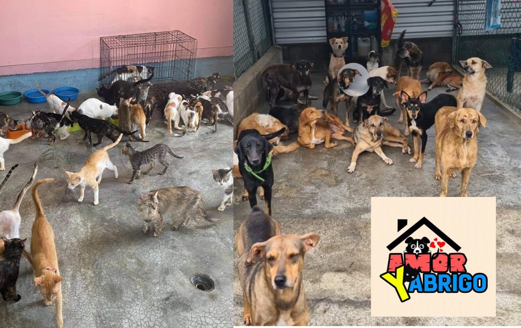 Amor y abrigo cierra rescates de animales.