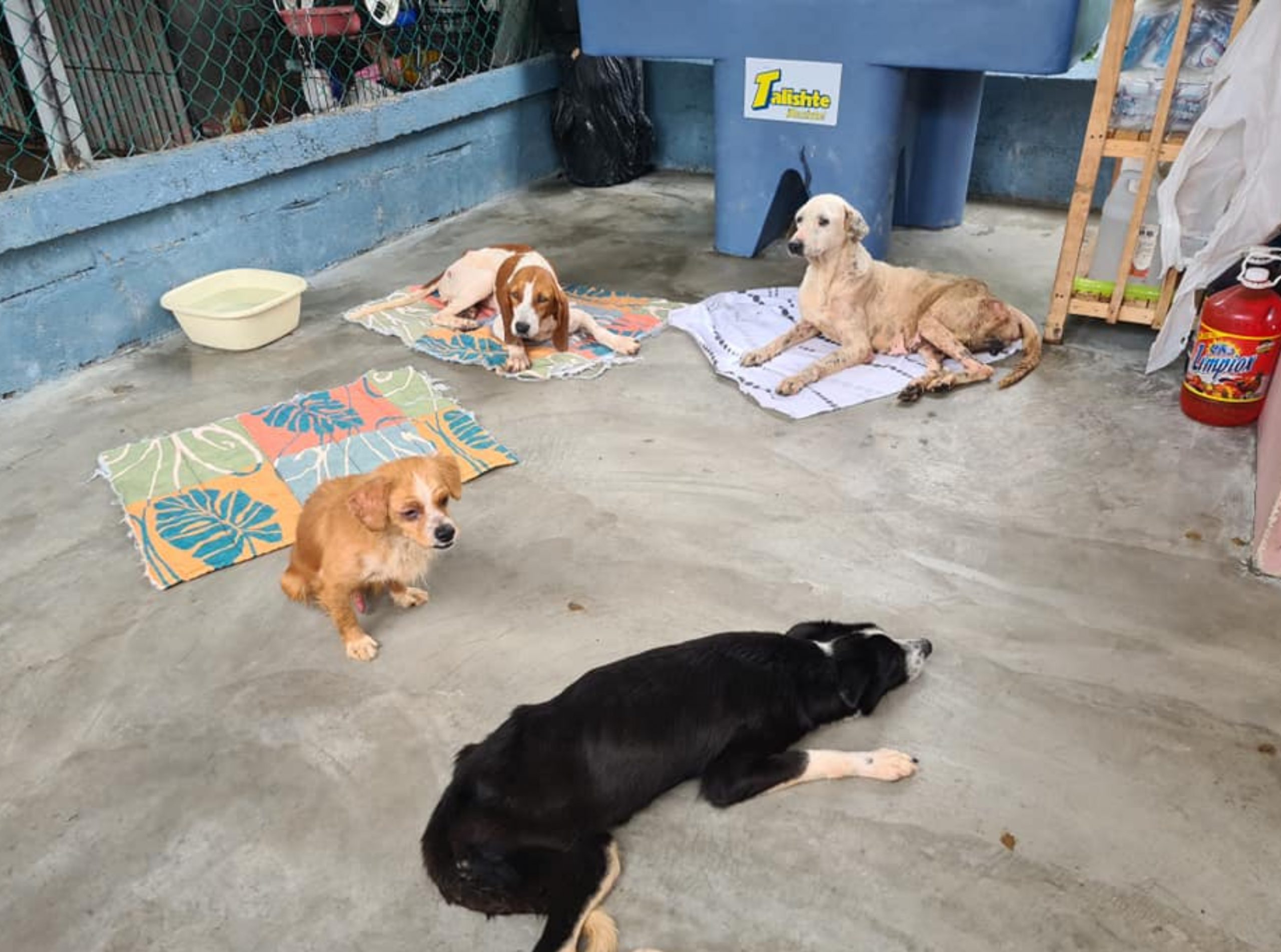 Perros rescatados