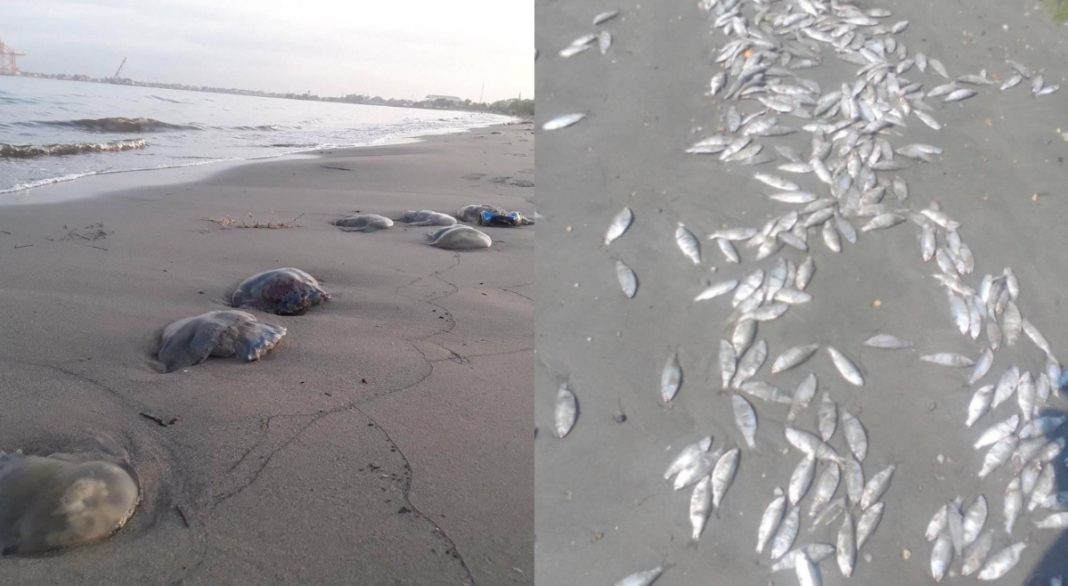 muerte de medusas y peces en zona norte