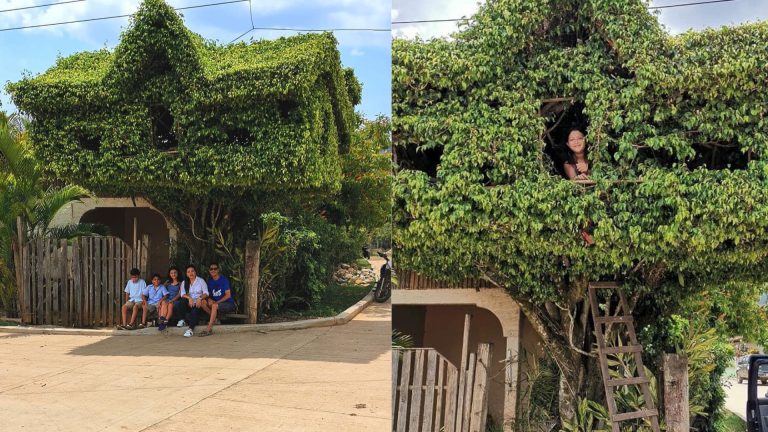 hondureño diseña casita en árbol de Yoro