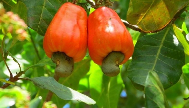 beneficios del marañón para la salud