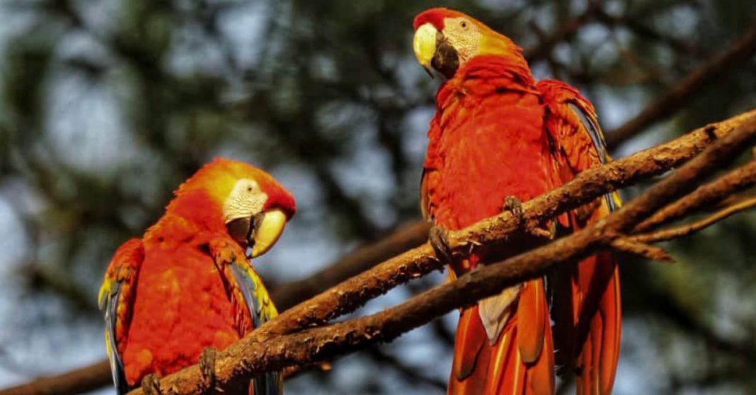 Guacamayas Rojas liberadas Gracias