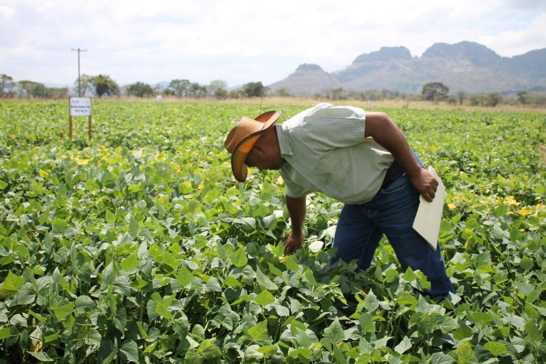 productores Olancho siembra primera