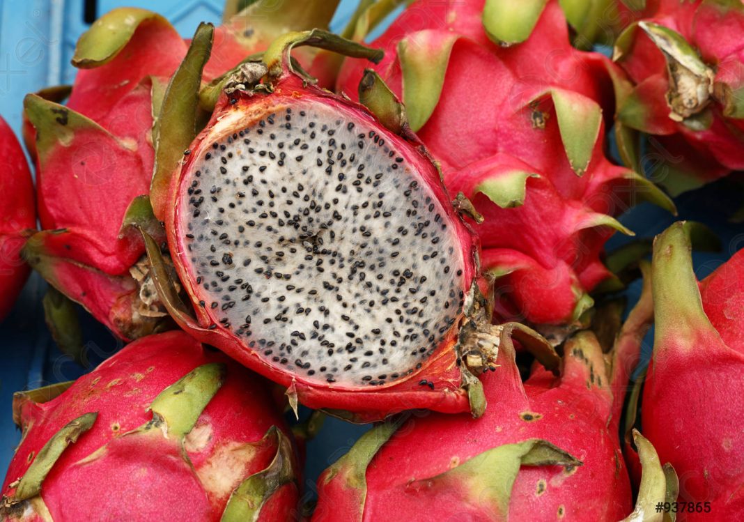 pitahaya Honduras