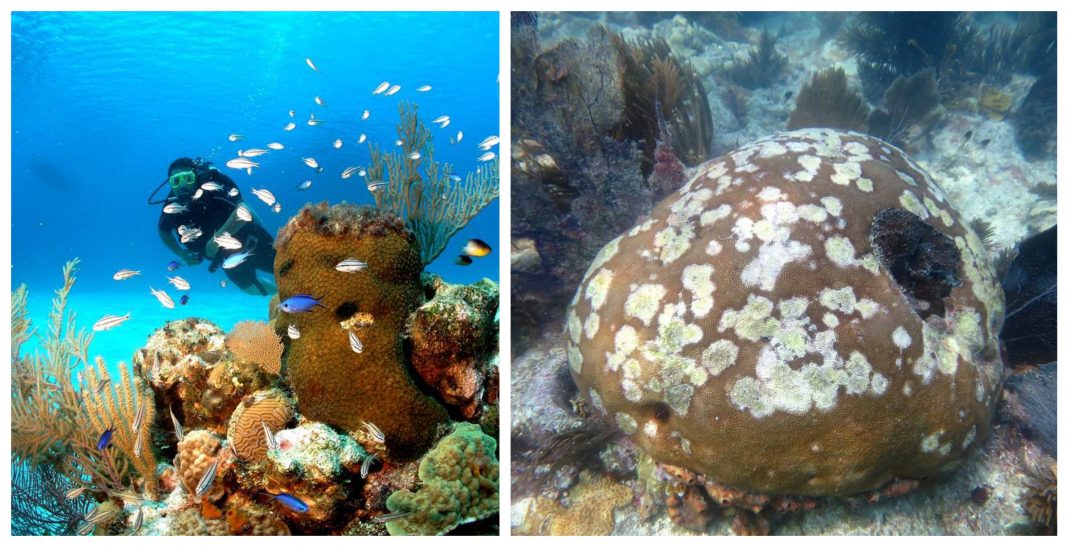 Arrecifes en Roatán enfermedad