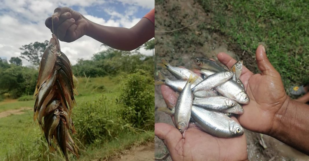 lluvia de peces en Yoro