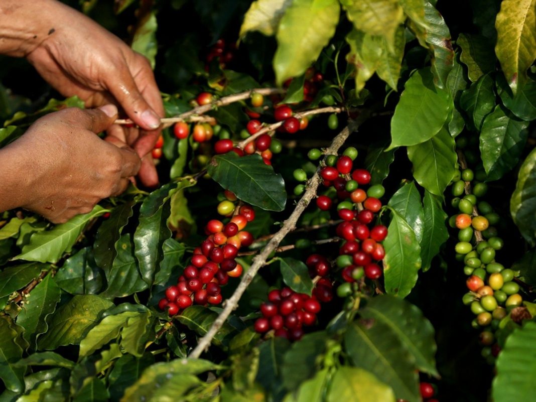 problema rubro del café en Honduras