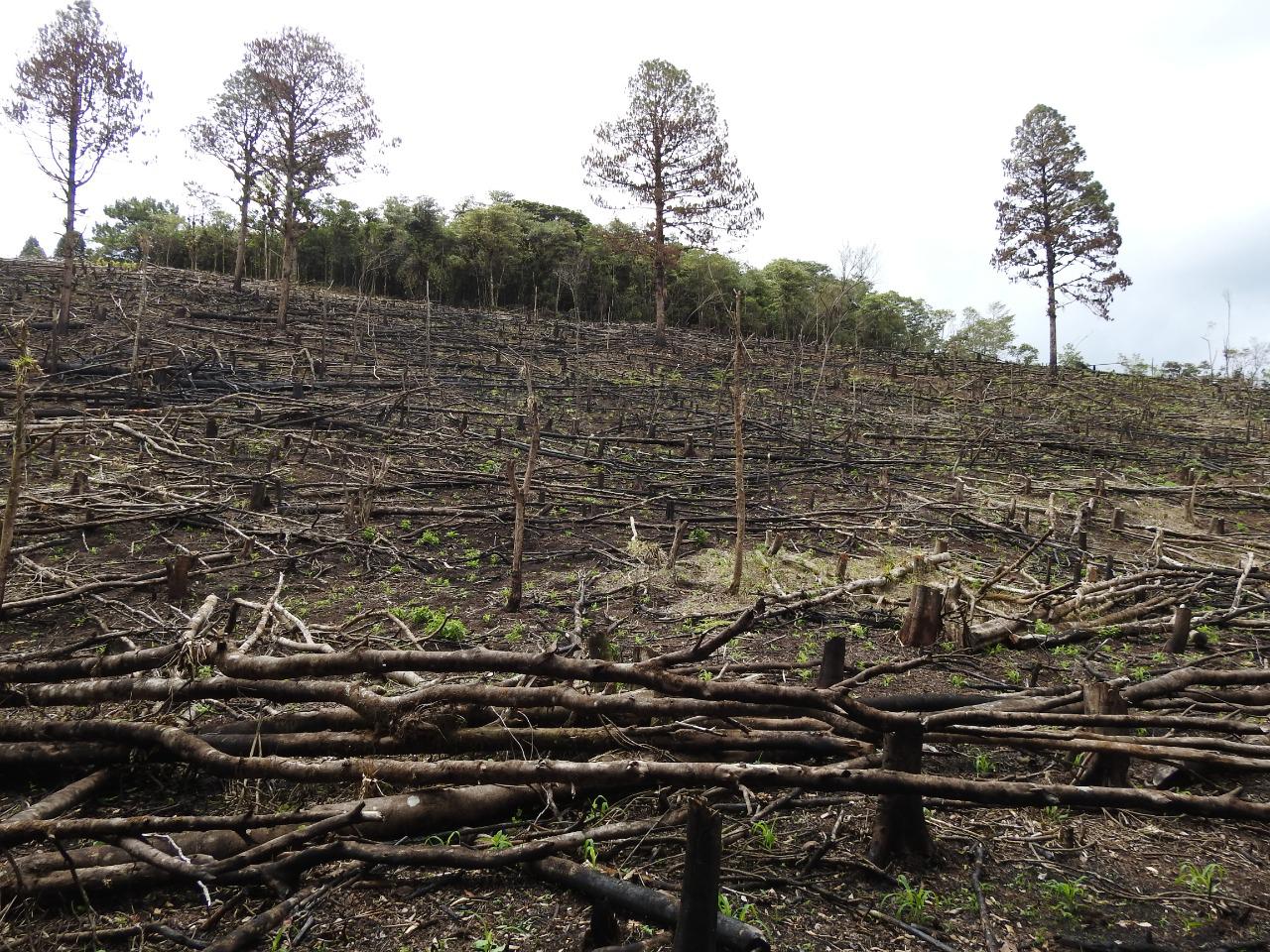 consecuencias deforestación Montaña Camapara