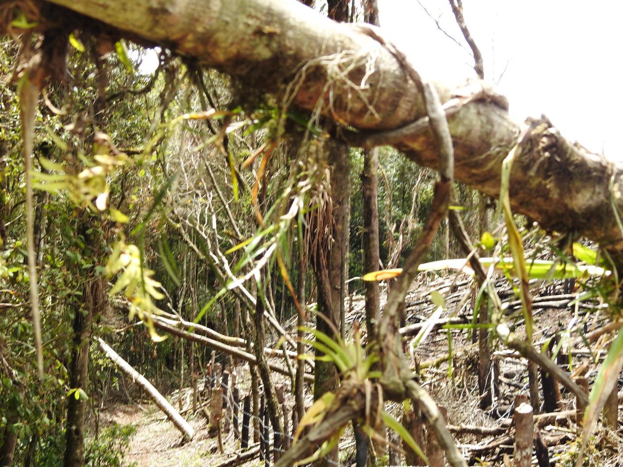 consecuencias deforestación Montaña Camapara