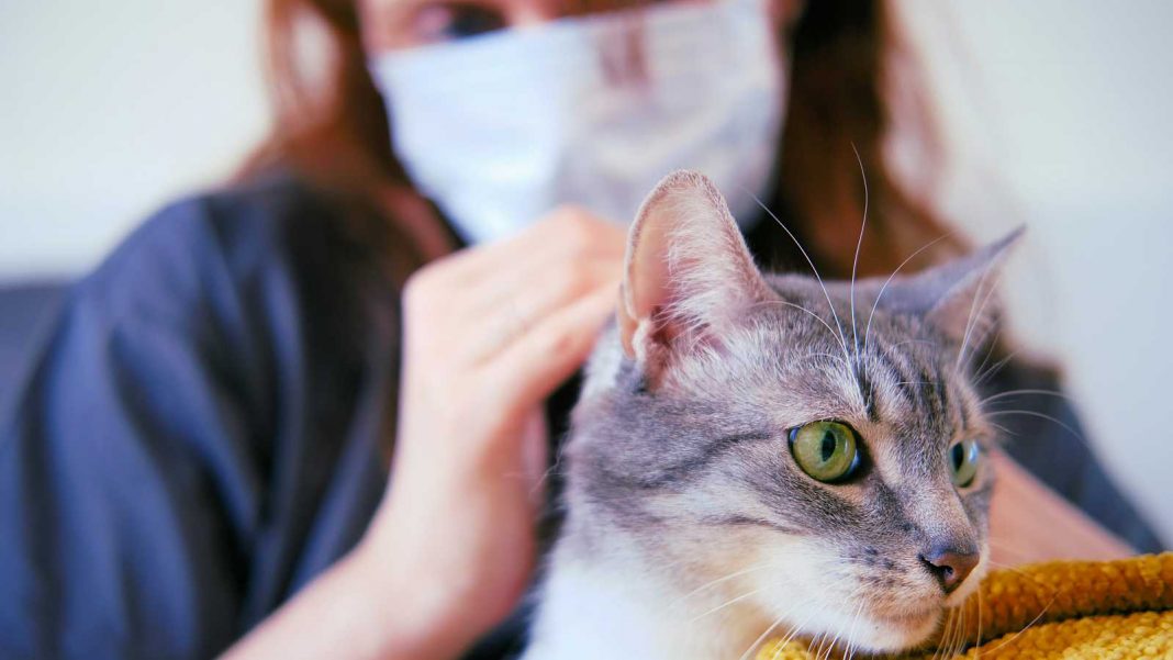 Animales vulnerables al COVID