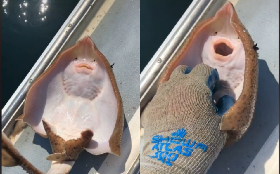 mantarraya TikTok