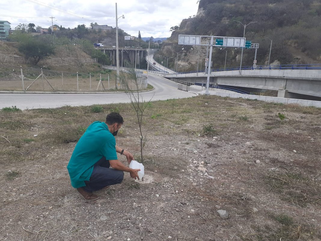 Hombre siembre árboles en TGU