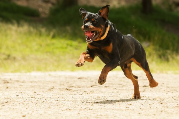 Perro mata a un hombre en San Matías