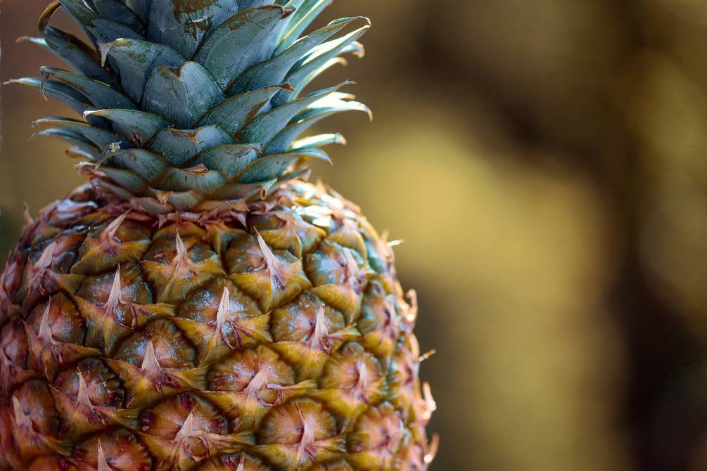 Además de su atractivo, la piña ofrece múltiples beneficios.