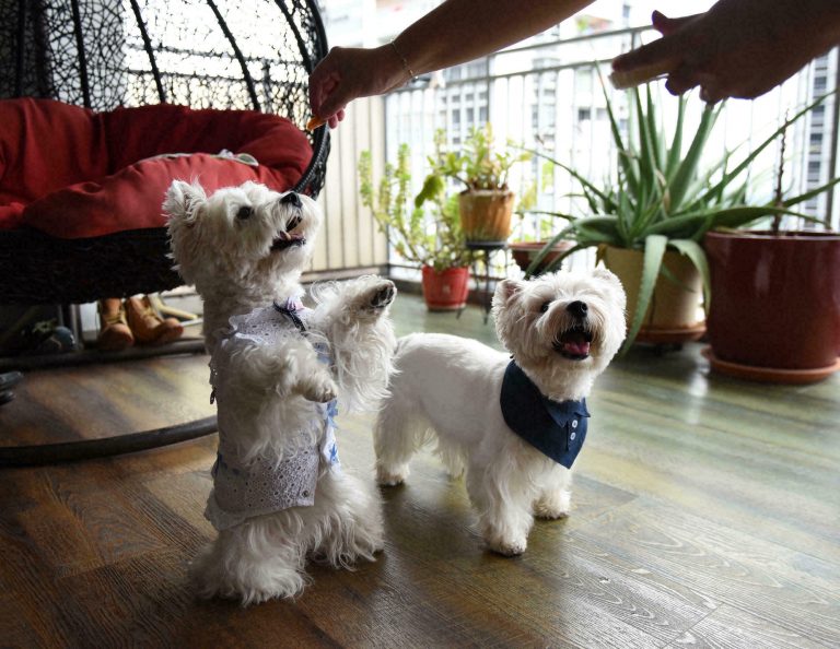 Perros de Singapur.