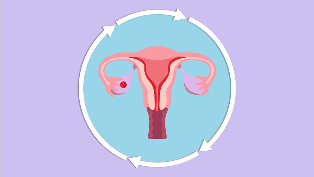 Claves para tener el control del ciclo menstrual