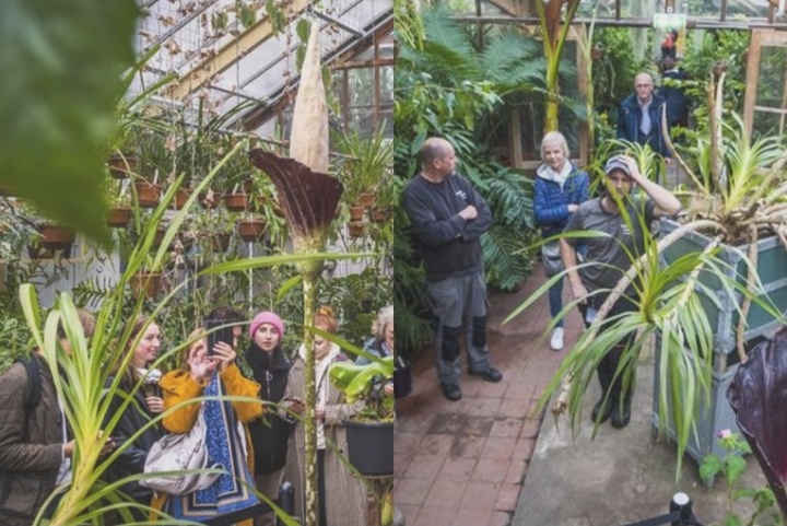 Para sorpresa de la comunidad de internet, se dio a conocer una extraña aparición que ocurrió en un jardín de los Países Bajos. Su nombre ha ganado popularidad ya que se denomina como la “Planta Pene”, el cual ha marcado un evento importante, ya que es la tercera vez que florece en Europa, siendo su primer registro en 1997.