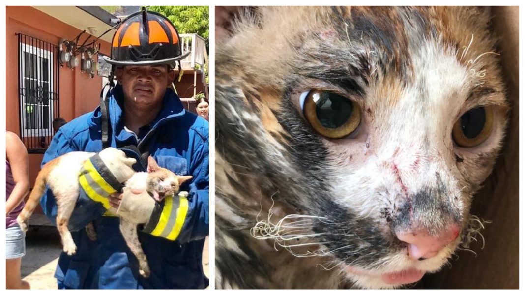 Animales afectados incendio Guanaja