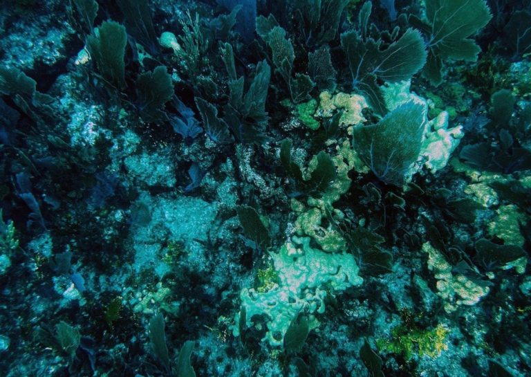 Laboratorio en Florida para corales enfermos
